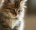 fluffycat's Avatar
