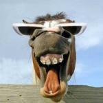 ammar321's Avatar