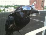 Crow44's Avatar