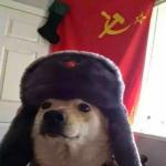 wiki431's Avatar