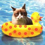 iAmSwifty's Avatar