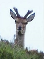 Baey's Avatar