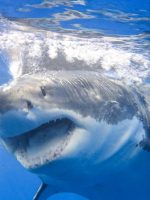 MaxxShark's Avatar