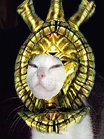 Wilkas's Avatar