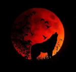 WolfHowl's Avatar