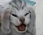 paul1capcd's Avatar