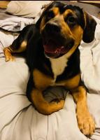 Momentofpaws's Avatar